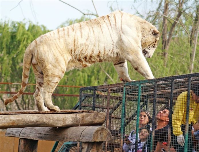 Gerente de Safari de Rancagua detalla cómo habría ocurrido el ataque del  tigre a trabajadora que murió