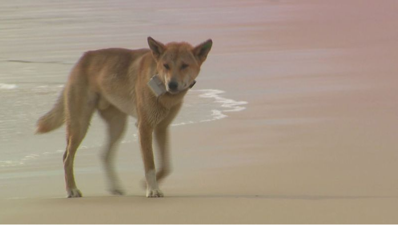 es un dingo clasificado como un perro